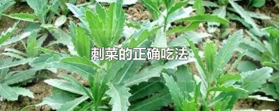 ​刺菜怎么吃才好 刺菜怎么吃不扎嘴