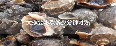 ​大海螺一般要煮几分钟才熟 大海螺煮多少分钟能熟