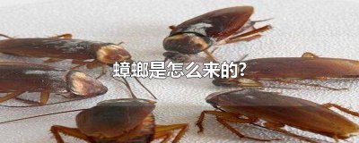 ​房间里的小蟑螂是怎么来的 屋里蟑螂是怎么来的