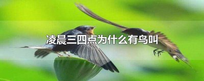 ​凌晨三四点为什么有鸟叫声音 凌晨三四点鸟一直叫